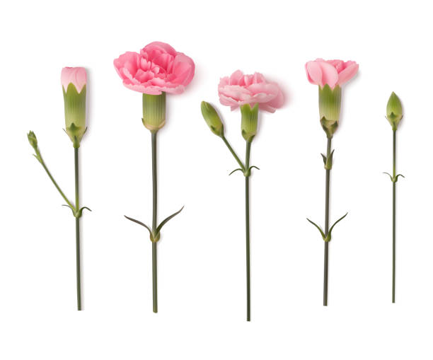 istock Set of decorative realistic pink carnation with green leaves isolated on white. Vintage flowers for Mother's day decoration. 1308639529