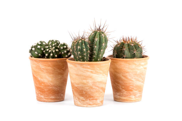 istock Three cactus plants in terra cotta flower pots isolated on white background 1308640535