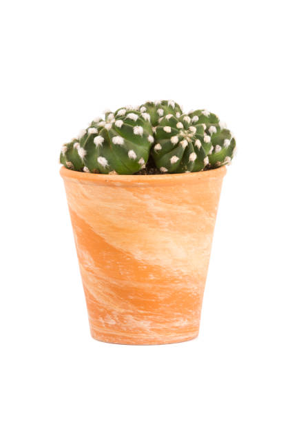 istock Small cactus plant in terra cotta flower pot isolated on white background 1308640581