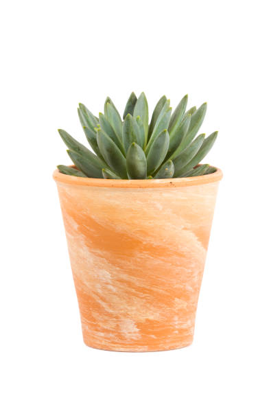 istock Small succulent plant in terra cotta flower pot isolated on white 1308640687