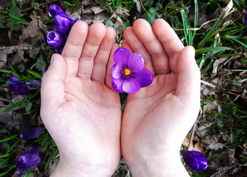 Child hands hold blooming flower crocus in the forest. Bright scenery growing plant, green leaves with purple flowers. Spring composition of snowdrops in wildlife. Save the nature. Top view, close up