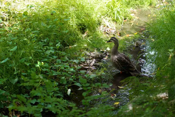 Photo of Mother duck walking in waterway with mess grass along a canal,mother duck seek for food with ducklings in garden ,Japan.