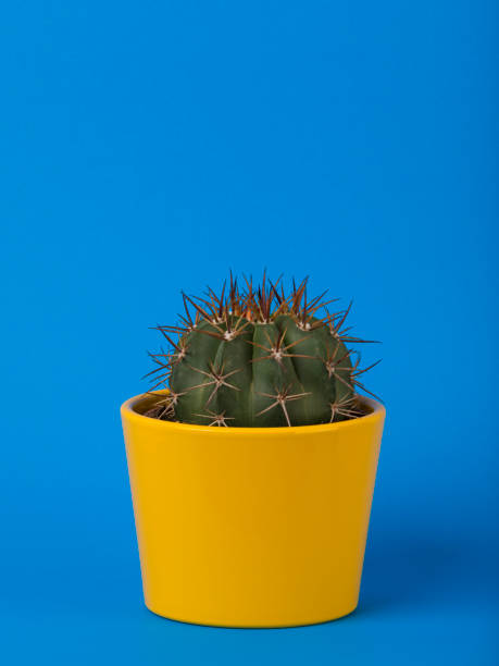 istock Small cactus in yellow flower pot on blue background 1308640814