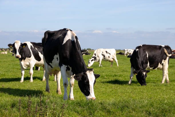 istock Cattle cows grazing on farmland. 1308640845