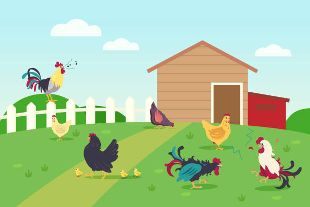 leben von hühnern und hähne auf dem land - chicken poultry cartoon cockerel stock-grafiken, -clipart, -cartoons und -symbole