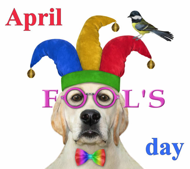 Dog wears jester hat and glasses 2
