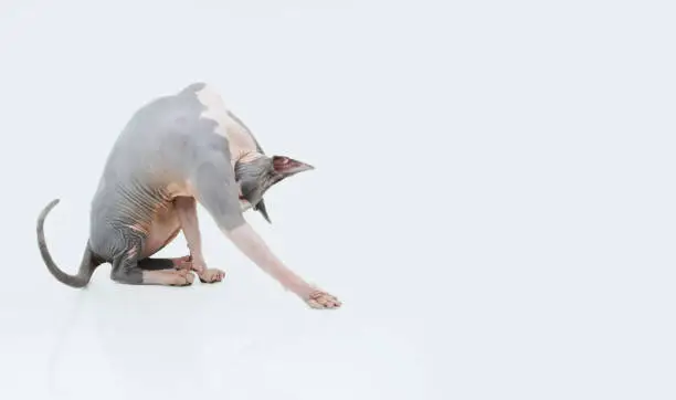 Photo of Sphinx cat preening itself. Isolated on white background.