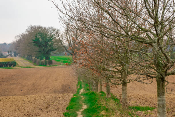 istock Rural footpath in the Norfolk countryside 1308642979