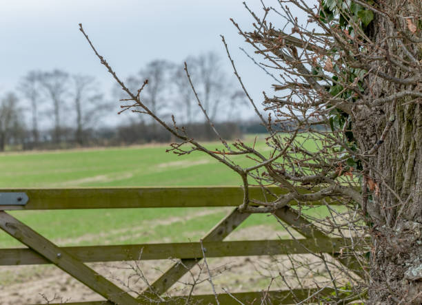 istock Fence securing arable field in the Norfolk countryside 1308643769