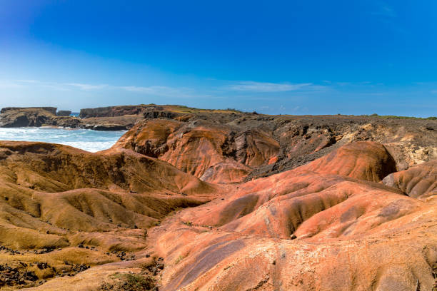 il lungomare di petrification savannah (la savane des petrifications), sainte-anne, martinica, antille francesi - legno fossile foto e immagini stock