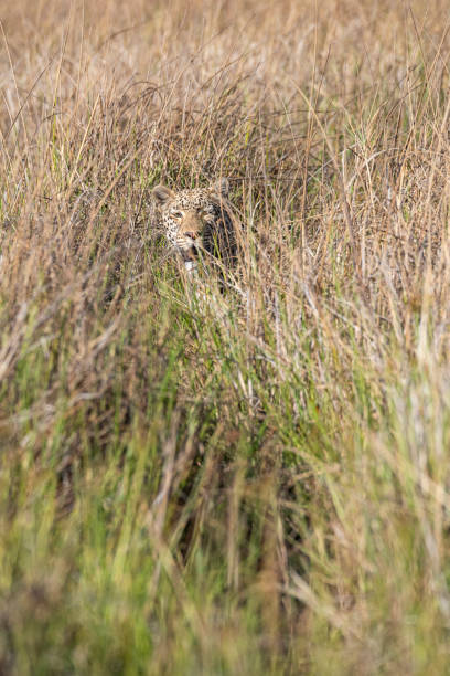 istock Leopard in wildlife, Okavango Delta, Botswana, Africa 1308648940