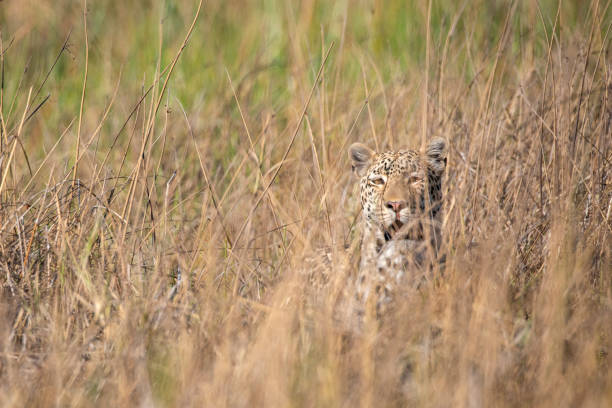 istock Leopard in wildlife, Okavango Delta, Botswana, Africa 1308648987