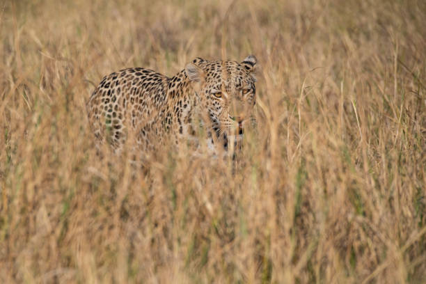 Leopard (Panthera pardus) in lush green grass during the emerald season in South Luangwa National Park, Zambia