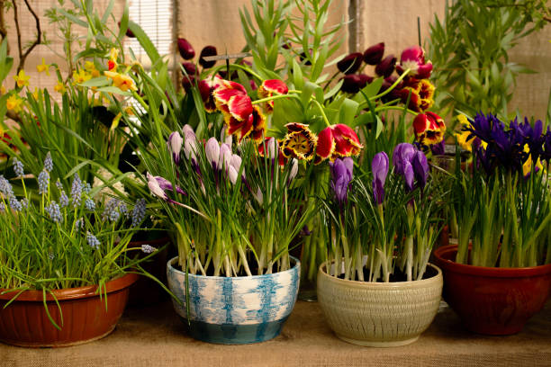 istock Spring flowers in pot in a row 1308650458