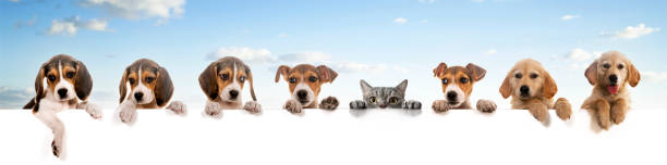 Beagles dog, jack russell dog and British shorthair cat is standing on an empty banner Beautiful dogs and cats holds with its paws a white banner or poster. Isolated on white blue beagle stock pictures, royalty-free photos & images