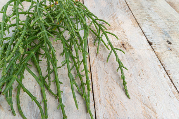 Samphire coastal vegetable on wood background. Salicornia europaea. Samphire coastal vegetable on wood background. Salicornia europaea. salicornia europaea stock pictures, royalty-free photos & images