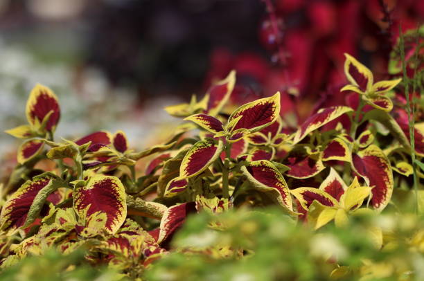 Coleus Plants Coleus Plants coleus photos stock pictures, royalty-free photos & images