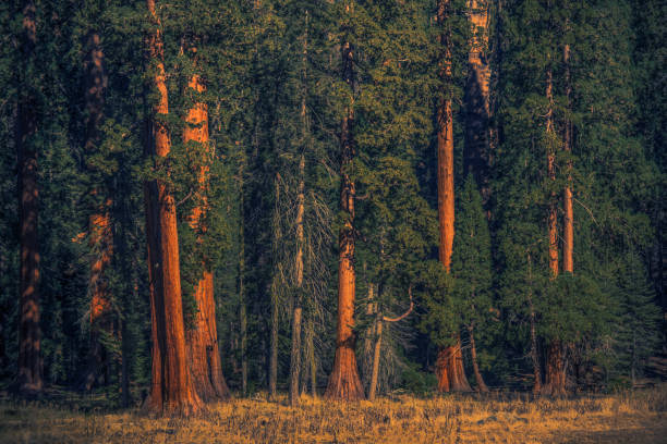 istock Giant Sequoias Forest Natural Wonder 1308655925