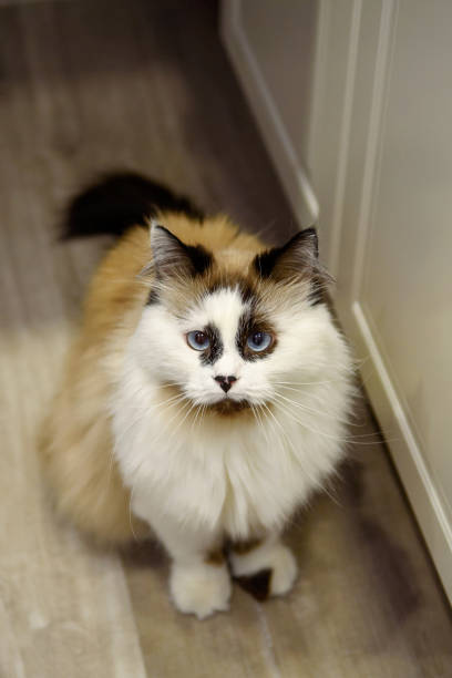 istock Funny colorful cat sitting on the kitchen floor 1308656616