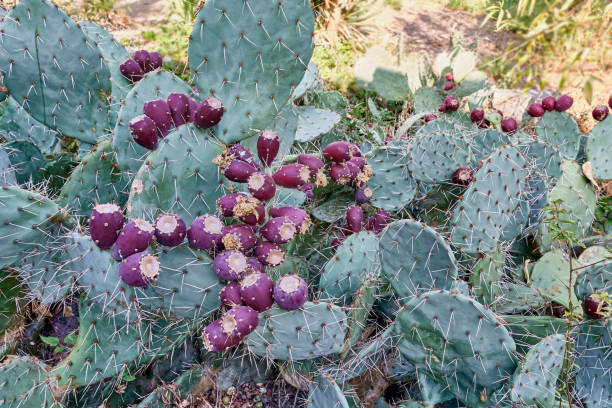 istock Crimean prickly pear cactus with dark red fruits. 1308657024