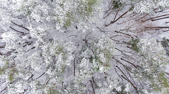 Aerial view of a winter snow-covered pine forest. Winter forest texture. Aerial view. Aerial drone view of a winter landscape. Snow covered forest. Aerial photography. High quality photo