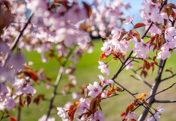 istock Sakura Tree and Flying Bee. Beautiful Sakura Garden in Lithuania. 1308657111