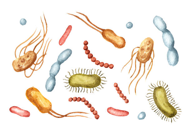 korzystne prebiotyk bakterii zestaw. ilustracja ręcznie rysowana akwarelą, wyizolowana na białym tle - inulin stock illustrations