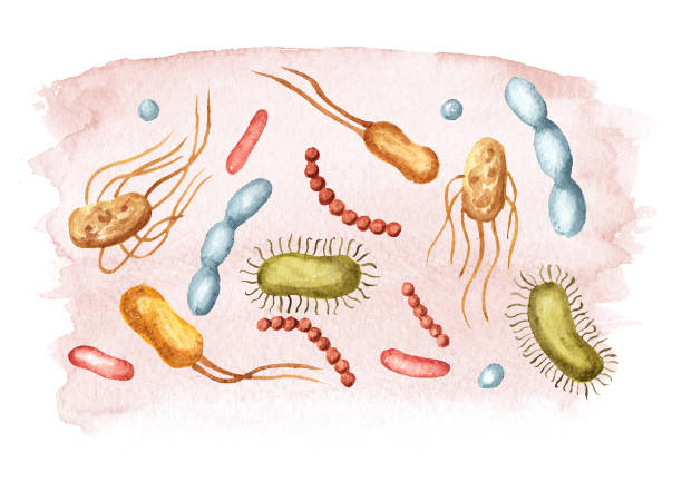 korzystne bakterie prebiotyczne. ilustracja ręcznie rysowana akwarelą, wyizolowana na białym tle - inulin stock illustrations