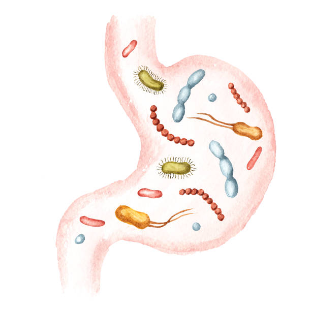 ilustraciones, imágenes clip art, dibujos animados e iconos de stock de estómago con bacterias prebióticas beneficiosas. ilustración dibujada a mano acuarela, aislada sobre fondo blanco - inulin