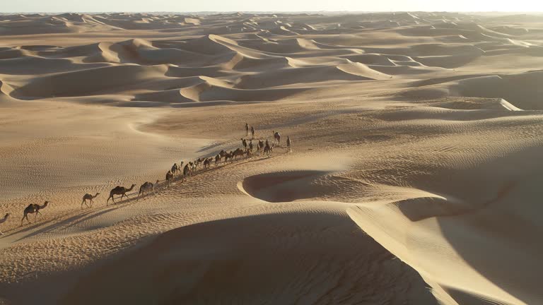 Aerial view of Camels in Dubai desert, United Arab Emirates.