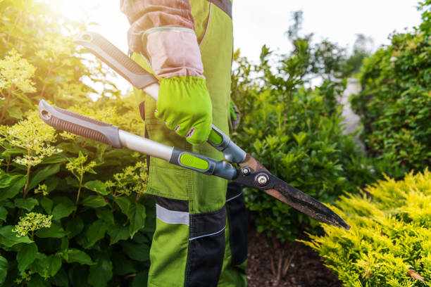 istock Pro Gardener with Large Scissors in His Hands 1308658620
