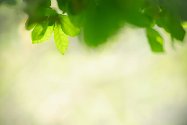 istock Beautiful nature view green leaf on blurred greenery background under sunlight with bokeh and copy space using as background natural plants landscape, ecology wallpaper concept. 1308659997