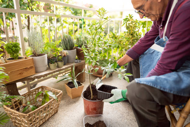 istock Senior man transplanting a houseplant into another pot 1308660210