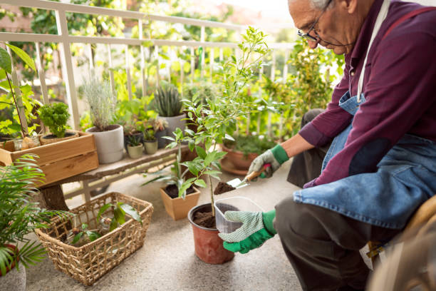 istock One senior man transplanting a houseplant into another pot 1308660211