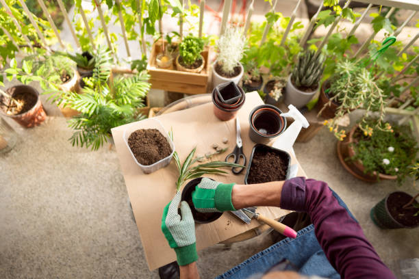 istock Unrecognizable man planting flowers on the home balcony 1308660263