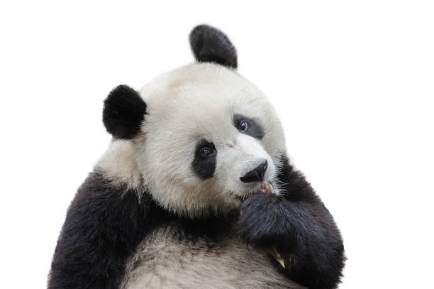 ours de panda d’isolement sur le fond blanc - panda outdoors horizontal chengdu photos et images de collection
