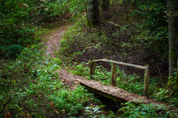 istock Wooden Bridge and Path in the Forest.  Lithuania 1308660673