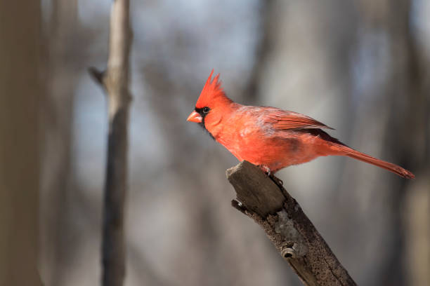 istock Male northern cardinal 1308661418
