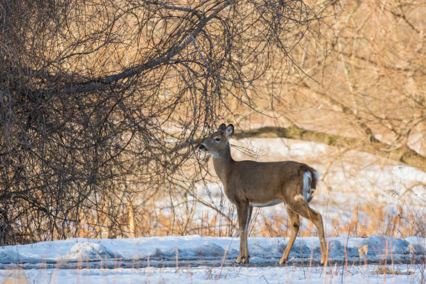 istock Beautiful white-tailed deer female closeup 1308661490