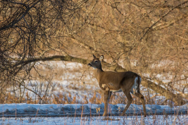 istock Beautiful white-tailed deer female closeup 1308661521