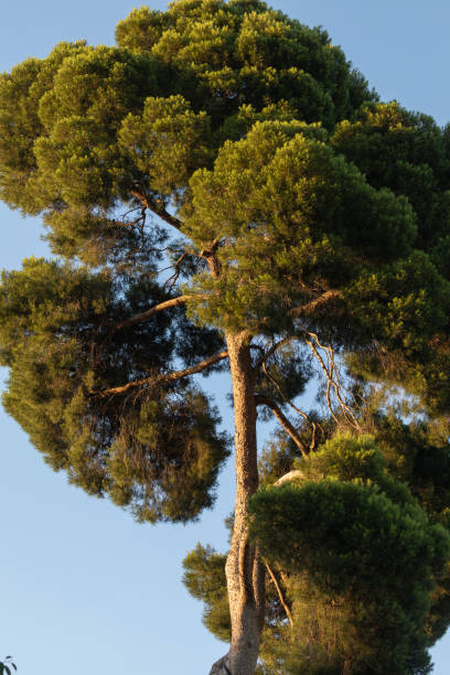 istock Pinus halepensis or Aleppo pine, Retiro Park, Madrid. 1308661606