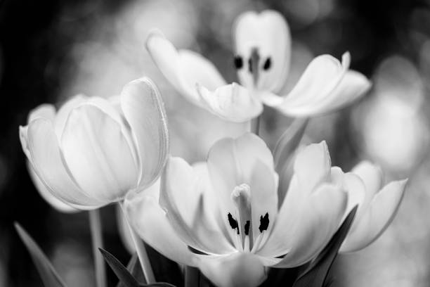 istock Blooming Tulip Flowers 1308663035