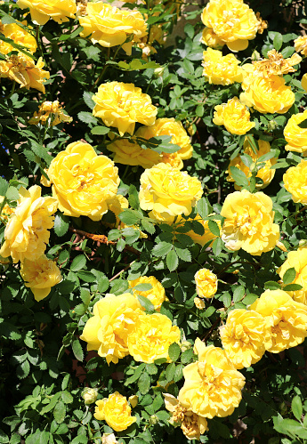 Branch of climbing rose with yellow flower. Vertical banner with beautiful rose flowers