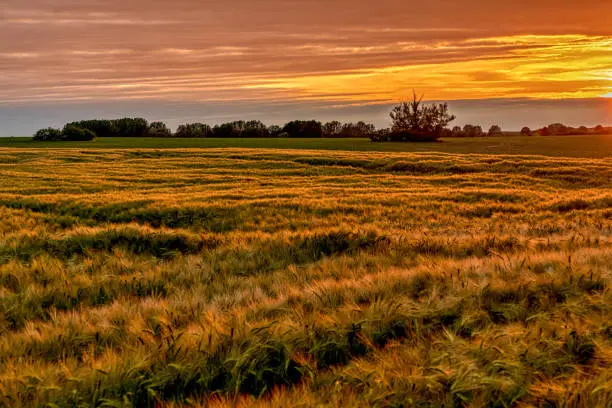 Evening sunlight over a cornfield near the Daschower Moor, Mecklenburg-Western Pomerania, Germany