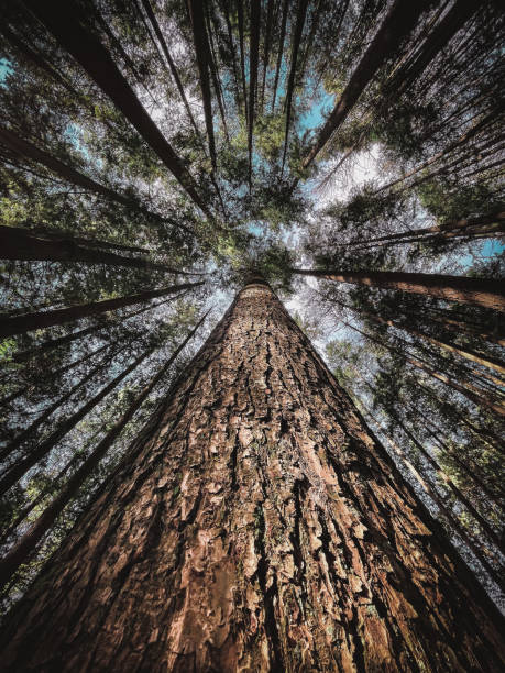 istock Giants of the forest 1308663918