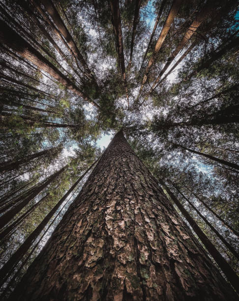 istock Giants of the Forest 3 1308663924