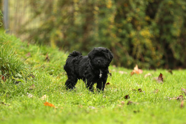 istock Tibetan Terrier Puppy Outdoor 1308664437