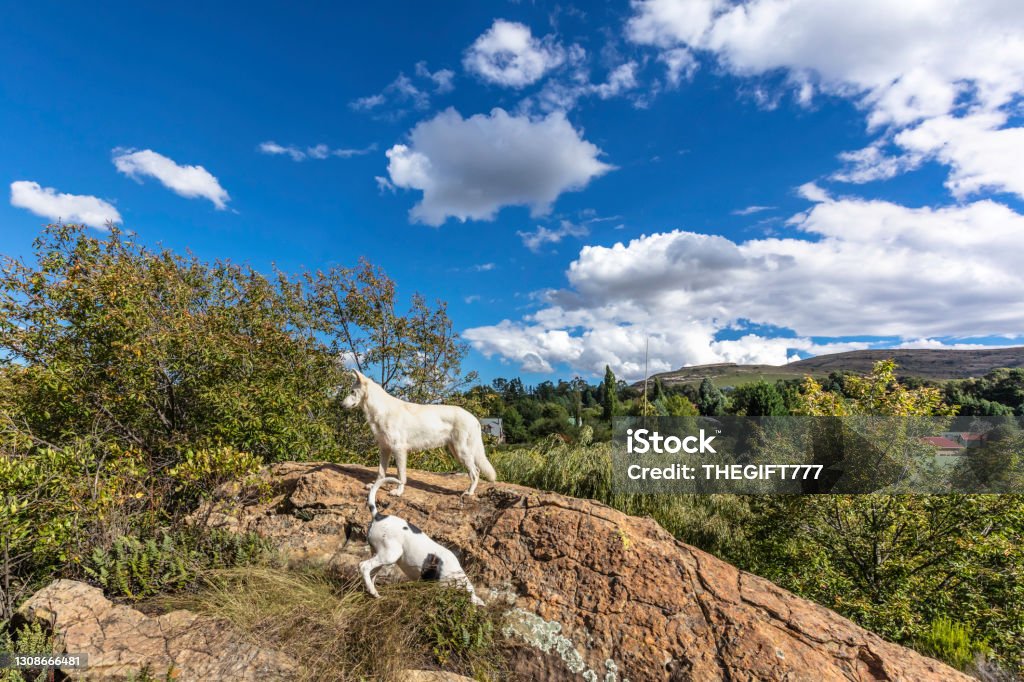 White german shepherd on a trail hike in Clarens White german shepherd on a trail hike in Clarens, the start of the golden gate highlands park, a national heritage in the Free State, South Africa. German Shepherd Stock Photo