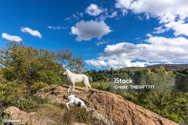 White German Shepherd On A Trail Hike In Clarens Stock Photo - Download Image Now - German Shepherd, White Color, Animal Themes