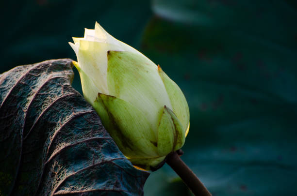 istock Waterlily blossom in the pond 1308667028